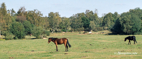 New Forest ponies